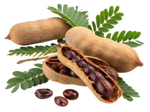 Fresh tamarind fruit pods and seeds with green leaves isolated on transparent background