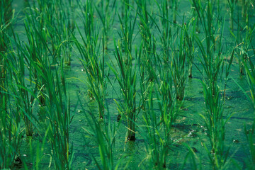 INDONESIA BALI TEGALLALANG RICE TERRACE