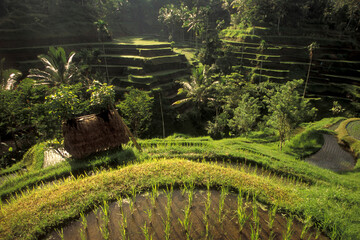 INDONESIA BALI TEGALLALANG RICE TERRACE
