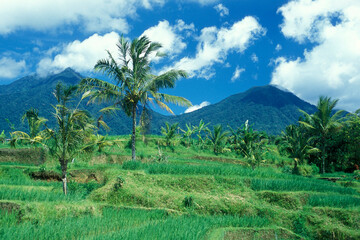 INDONESIA BALI TEGALLALANG RICE TERRACE