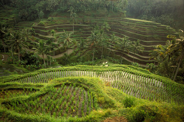 INDONESIA BALI TEGALLALANG RICE TERRACE