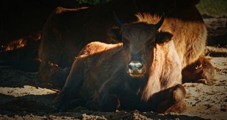 A European Bison Or Bison Bonasus, Also Known As Wisent Or European Wood Bison In Autumn Forest....