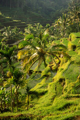 INDONESIA BALI TEGALLALANG RICE TERRACE
