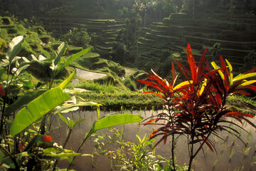 INDONESIA BALI TEGALLALANG RICE TERRACE