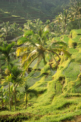 INDONESIA BALI TEGALLALANG RICE TERRACE