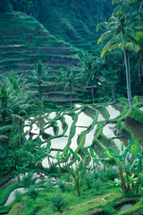 INDONESIA BALI TEGALLALANG RICE TERRACE