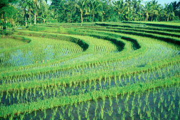 INDONESIA BALI TEGALLALANG RICE TERRACE