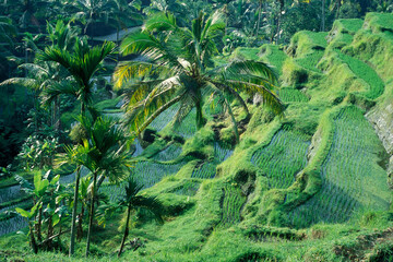 INDONESIA BALI TEGALLALANG RICE TERRACE