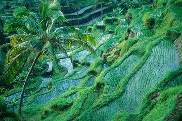 INDONESIA BALI TEGALLALANG RICE TERRACE