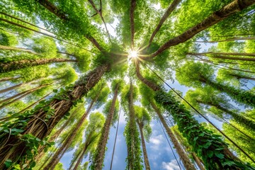 Obraz premium Sunlight filters through lush green canopy of towering trees from a low angle