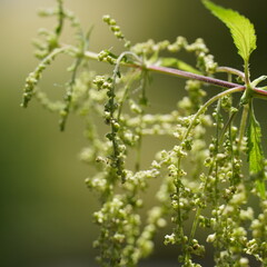 Flowering elderberry plant close-up with soft natural background
