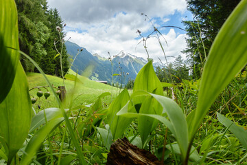 Blick durch Maiglöckchen auf einen Berggipfel