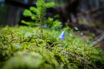 Zwerg-Glockenblume Campanula cochleariifolia auf moosigem Waldboden