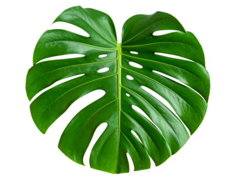 Single Monstera Deliciosa Leaf – Front-Facing Botanical Capture, Transparent Background