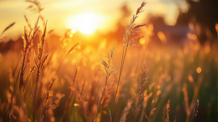 wheat field at sunset