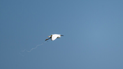 Seidenreiher im Flug mit Kotfahne
