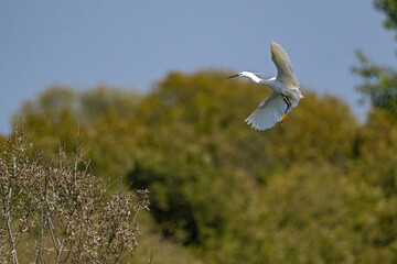 Seidenreiher im Anflug auf einem Baum