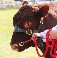 The Head of a Champion Lincoln Red Farm Bull Animal.