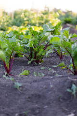 Young beet plants thrive in neatly tended soil of a community garden, illuminated by soft morning...