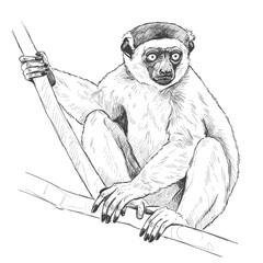 Diademed Sifaka. A playful lemur sketch gripping a wooden branch, with detailed fur and expressive eyes. The drawing is set against a white background, perfect for wildlife and nature © Andromax Studio