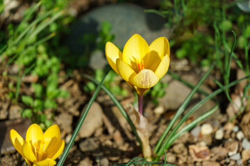 Bright yellow crocus Golden Yellow flowers bloom amidst rocky and grassy terrain, their vibrant petals contrasting with the earthy tones and green blades of grass around them