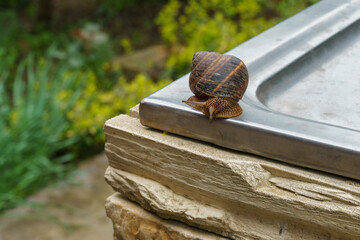 Grape snail Helix pomatia, Roman snail, Burgundy snail, edible snail or escargot with striped shell rests on the metal, surrounded by greenery and stone wall in garden setting
