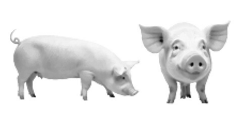 Pig, halftone vector illustration of a mammal, in retro comic book style with bold dotted texture. Different positions, sitting, standing, Pig, Black and white image, isolated on white background