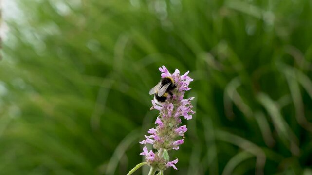Bumblebee on Lavender. A bumblebee collects nectar from vibrant lavender flowers. A close-up of pollination in action.