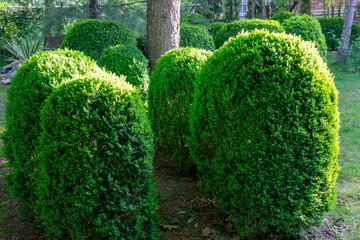 Well-maintained garden featuring neatly trimmed, rounded shrubs Boxwood Buxus sempervirens or European box in foreground