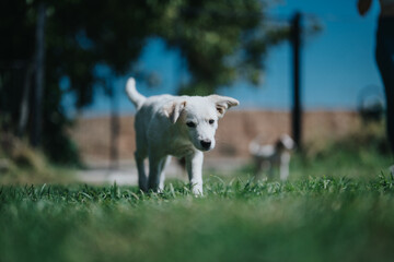 A cute puppy playfully wanders on a grassy field under a clear blue sky, capturing the essence of...