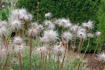 Bed of Pasqueflower fruiting heads, Kent England

