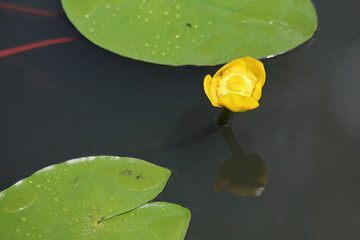 Closeup of a Yellow Waterlily bloom and leaves, Kent England
