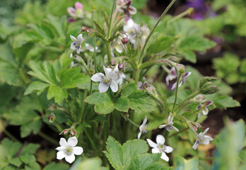 Closeup of Riverside Windflower blooms and buds, Kent England
