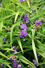 Common Spiderwort blooms, Kent England
