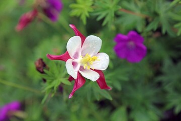 Macro image of a white and red Common Columbine bloom covered with rain drops, Kent England
