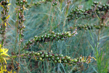 Macro image of Asphodel berries, Kent England
