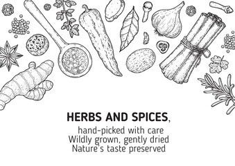 Elegant vector engraving of assorted spices and herbs. Hand-drawn in black and white with exquisite detail — perfect for gourmet branding, vintage packaging, or culinary-themed design.