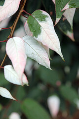Macro image of Kolomikta leaves covered with rain drops, Kent England
