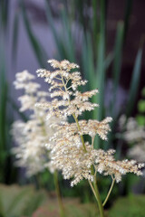 Macro image of Chestnut-leaved Rodgersia flowers, Kent England
