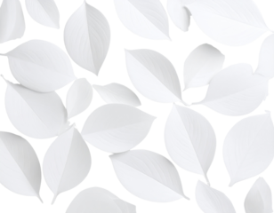 LEAVES STOCK IMAGE White Back Ground