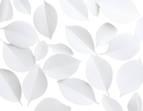 LEAVES STOCK IMAGE White Back Ground