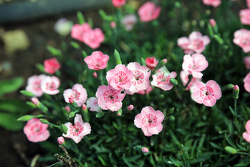 Fototapeta premium Macro image of pink and red Carnation blooms, Kent England 