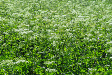 Discovering the fascinating world of giant hogweed and its ecological significance. Umbrella plant in nature. Giant hogweed in its natural habitat.