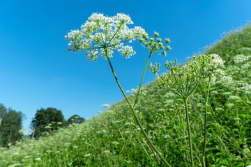 Discovering the fascinating world of giant hogweed and its ecological significance. Umbrella plant in nature. Giant hogweed in its natural habitat.