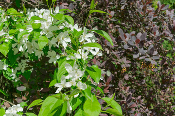 Discover the beauty of a unique berry apple tree in full bloom, showcasing its frost-resistant...
