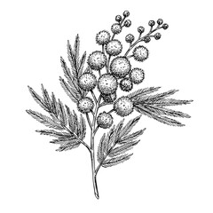 Mimosa plant branch illustration in black and white with detailed features and copy space
