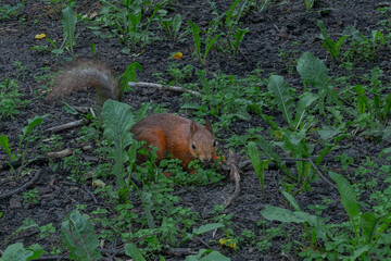 A Squirrel In Its Natural Habitat Foraging Amidst Green Foliage And Earthy Ground. Symbol Of Resilience And Adaptation In Nature Captured Through A Squirrel's Journey.