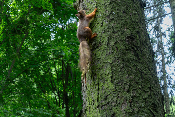 A Squirrel Climbing A Tree Trunk Showcasing Agility And Natural Beauty In The Forest. Symbol Of Determination And Growth As A Squirrel Ascends A Rugged Tree Trunk.