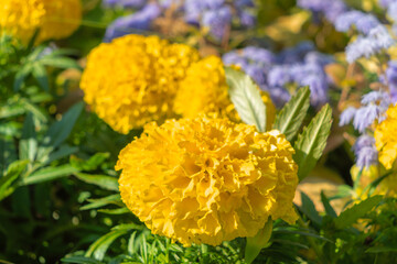 Vibrant marigold flowers in full bloom. A sunlit garden of marigolds radiating warmth and joy inviting you to embrace the beauty of nature and the fleeting moments of summer.
