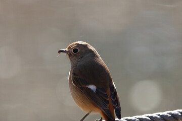 sparrow on a branch